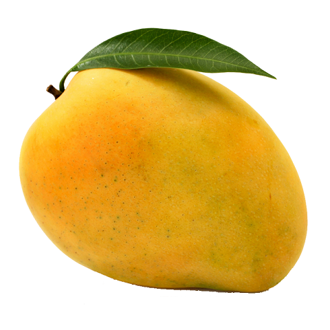 G-Agro-Mango