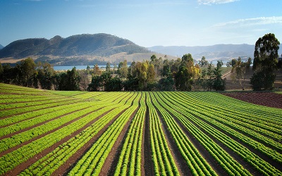 Green Farm Field